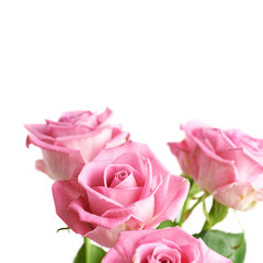 Bouquet of pink roses isolated