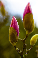 Magnolia flower buds with water drops. Close up of pink blossoms on tree