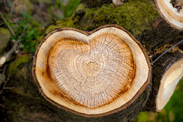 Herz auf Baumstamm