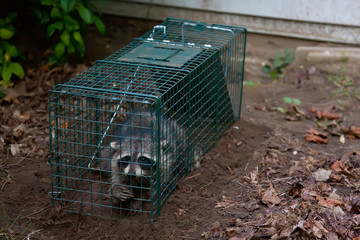 Trapped Raccoon