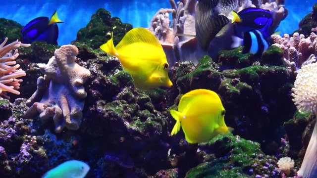 Marine Aquarium, fish