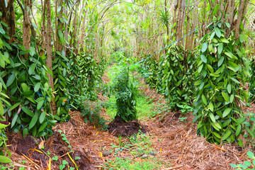  The Vanilla plantation. Reunion Island, agriculture in tropical climate.
