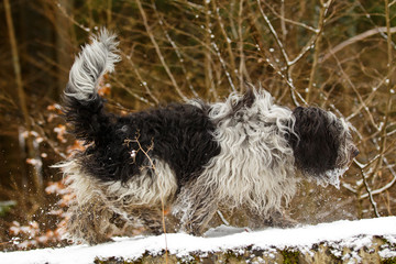 Hunde im Schnee