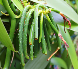Closeup of The Vanilla bean on plantation. Reunion Island, agriculture in tropical climate.