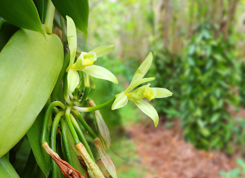 Closeup of The Vanilla flower on plantation. Reunion Island, agriculture in tropical climate.