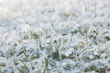 Closeup of a thick layar of ice on grass