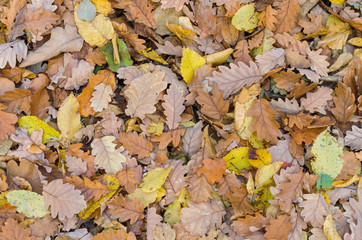 autumn mixed leaves as a background
