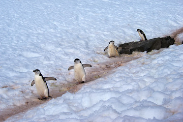 Fototapeta premium Wild Chinstrap Penguins in Antarctica