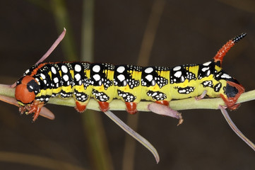 The Spurge Hawk-moth (Hyles euphorbiae) caterpillar 