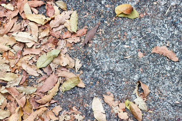 Dry brown the leaves on concrete