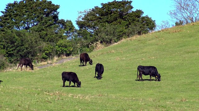 黒毛の牛の丘