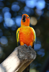 Colorful parrot.