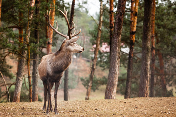 Naklejka na ściany i meble Red deer stag in autumn fall forest