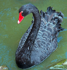 Naklejka premium Black Swan Swimming in Adelaide South Australia