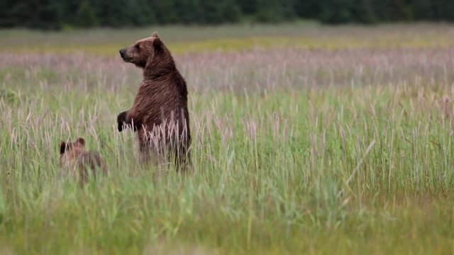 A grizzly bear (brown) sow with a cub stands up to see if it is clear to continue to feed.