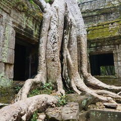 The Ta Prohm (Taprom) temple in the jungle near Angkor, Cambodia 

