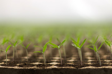 Tomato seedlings sprout
