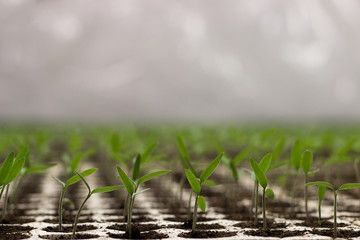 Tomato seedlings sprout
