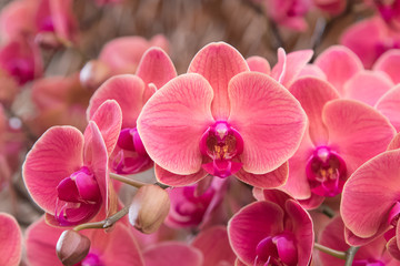 Fototapeta na wymiar Closeup of orchid phalaenopsis. Bouquet of flowers orchids