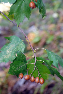 Fr&uuml;chte der Elsbeere (Sorbus torminalis)