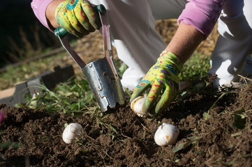 Bulb planter