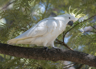 A yellow crested cockatoo, Victoria,  Australia.