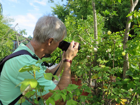 Tourist fotografiert Baumwolle (Gossypium arboreum)