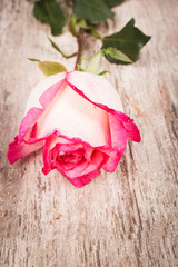 red rose flower on wooden background