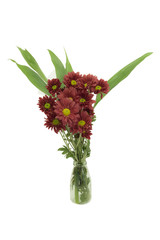 Beautiful Pink Chrysanthemum flower