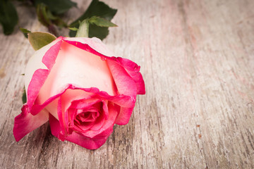 red rose flower on wooden background