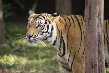 Bengal tiger watching