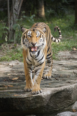 Fototapeta na wymiar Bengal Tiger walking
