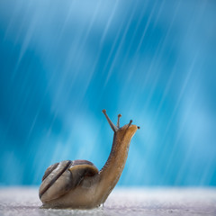Happy snail looking up to the sky, enjoying the rain