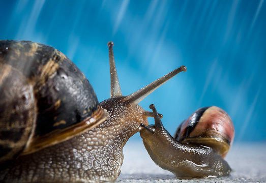 Cute snails kissing and whispering in the rain on blue background macro close up