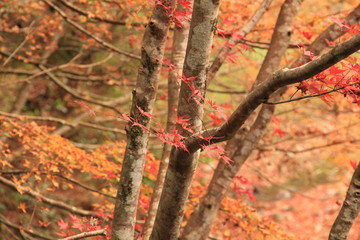 桂川渓谷　紅葉