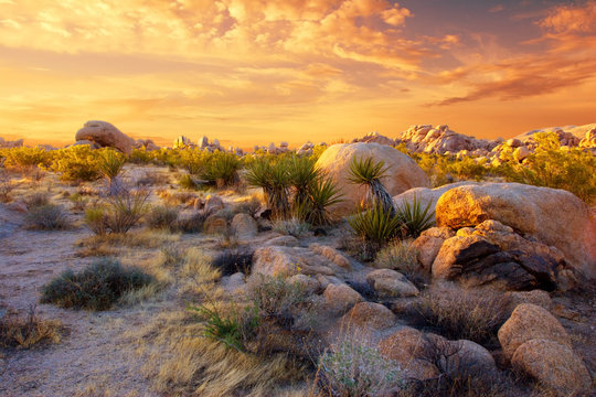 The Rocky Landscape of Joshua Tree National Park, Glowing at Sunset