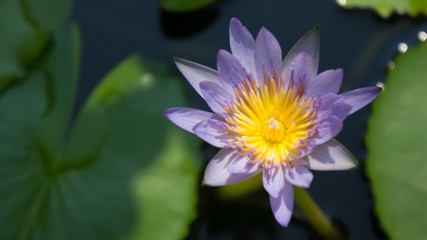 Lotus