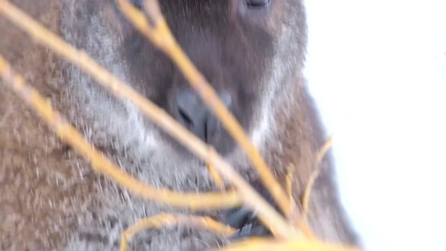 Face of a red-necked wallaby or Bennett's wallaby (Macropus rufogriseus) browsing