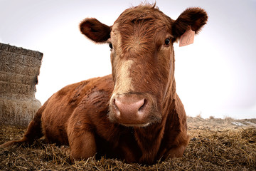 Cow Lying Down Up Close 2