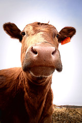 Cow nosing the camera lense