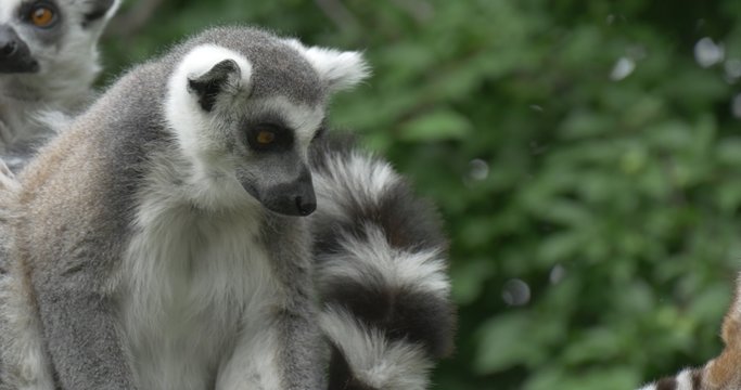 Lemurs Are Sitting, Lemur is Scratching Ear, Closeup