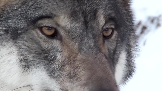 wolf face looking around