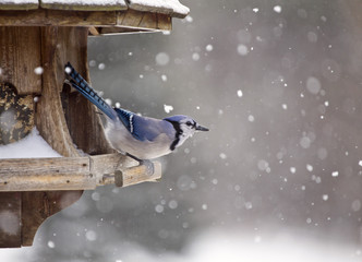 Fototapeta premium Blue Jay at Bird Feeder Winter