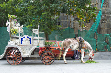 horse harnessed with the carriage rest