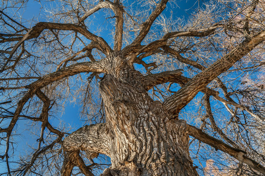 Giant cottonwood tree in winter