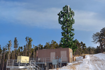 Fototapeta na wymiar Cell Tower Disguised as a Tree