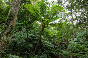 Jungle with tropical tree ferns, Okinawa, Japan