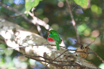 Cuban tody in Cuba