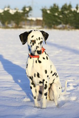 Dalmatiner Hund sitzt im Schnee