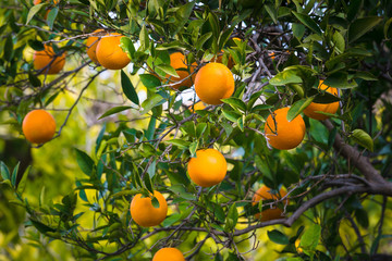 Oranges in the garden. Ricote Valley. Region of Murcia. Spain